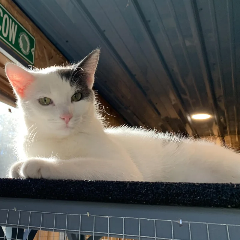 A young medium-sized male Domestic Short Hair cat named Phantom for adoption in Stockholm, WI