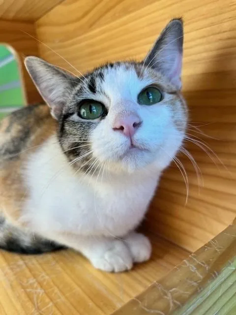 An adult small-sized female Calico Domestic Short Hair cat named Saffron for adoption in Tyler, TX