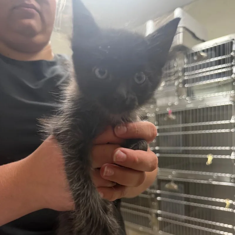 A baby small-sized male Black Domestic Short Hair cat named Miau for adoption in Bryan, TX