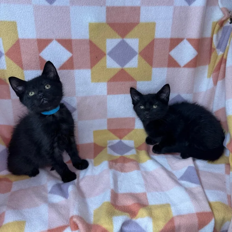 A baby small-sized male Black Norwegian Forest Cat cat named Stitch and Bluey for adoption in Mount Vernon, IL