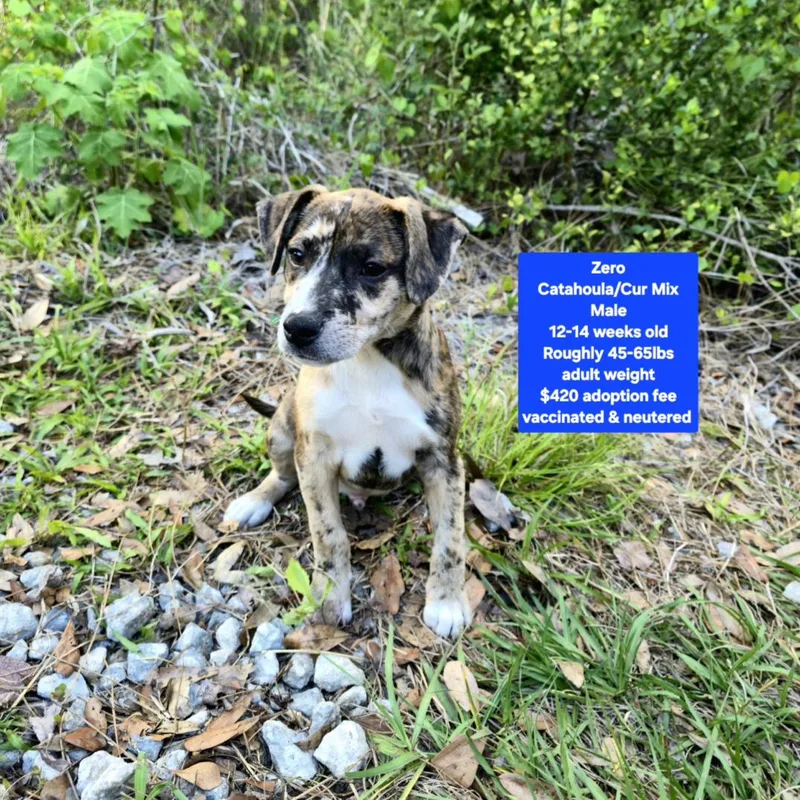 A baby medium-sized male Catahoula Leopard Dog dog named Zero for adoption in Oviedo, FL