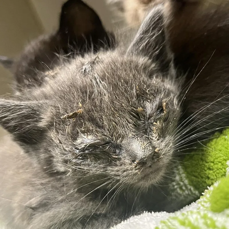 A baby small-sized male Gray / Blue / Silver Domestic Short Hair cat named Jamaica for adoption in Yuma, AZ