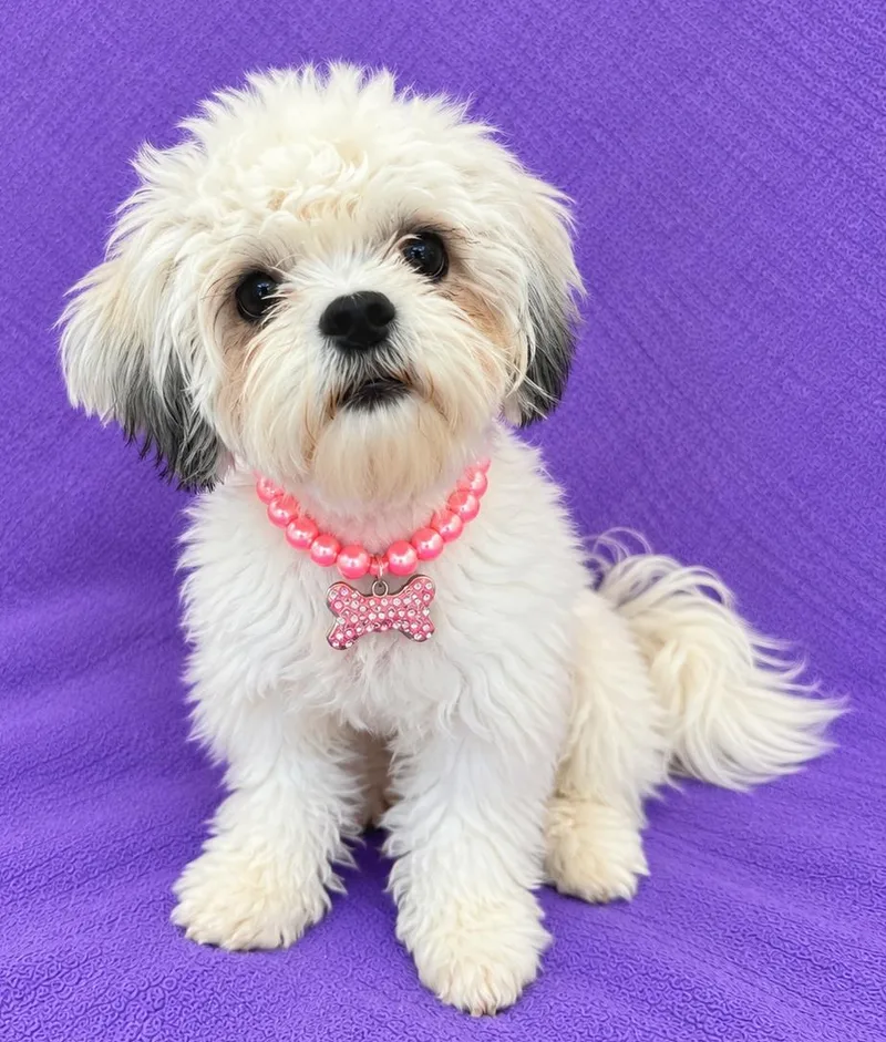 A young small-sized female Shih Tzu dog named Molly for adoption in Lodi, CA