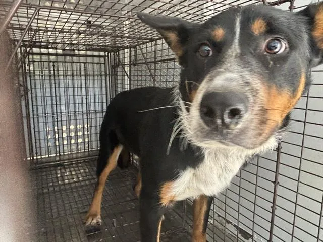 A young medium-sized male Tricolor (Brown, Black, & White) Australian Cattle Dog / Blue Heeler dog named Julian URGENT for adoption in Thousand Oaks, CA