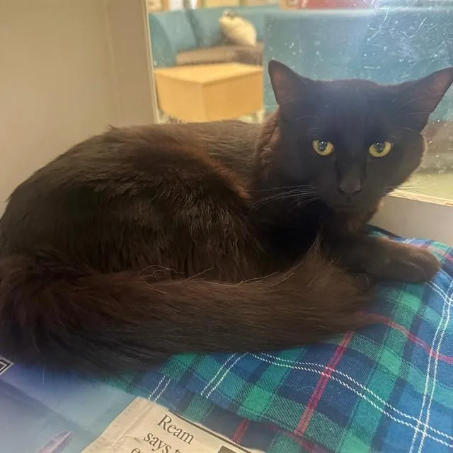 A young medium-sized male Domestic Long Hair cat named Chico for adoption in Riverside, CA