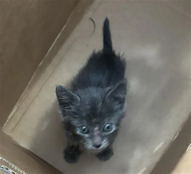 A baby medium-sized male Domestic Short Hair cat named Tony for adoption in Dallas, TX
