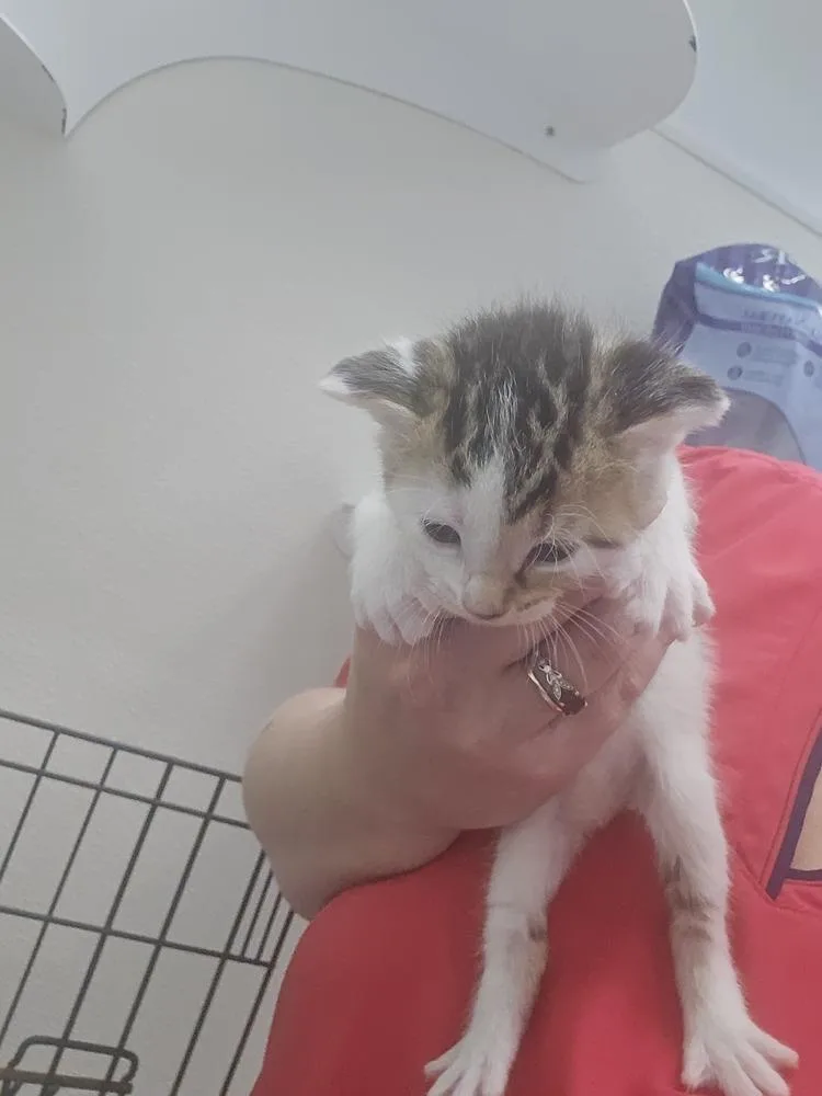 A baby small-sized female Domestic Short Hair cat named Camila for adoption in Evansville, IN