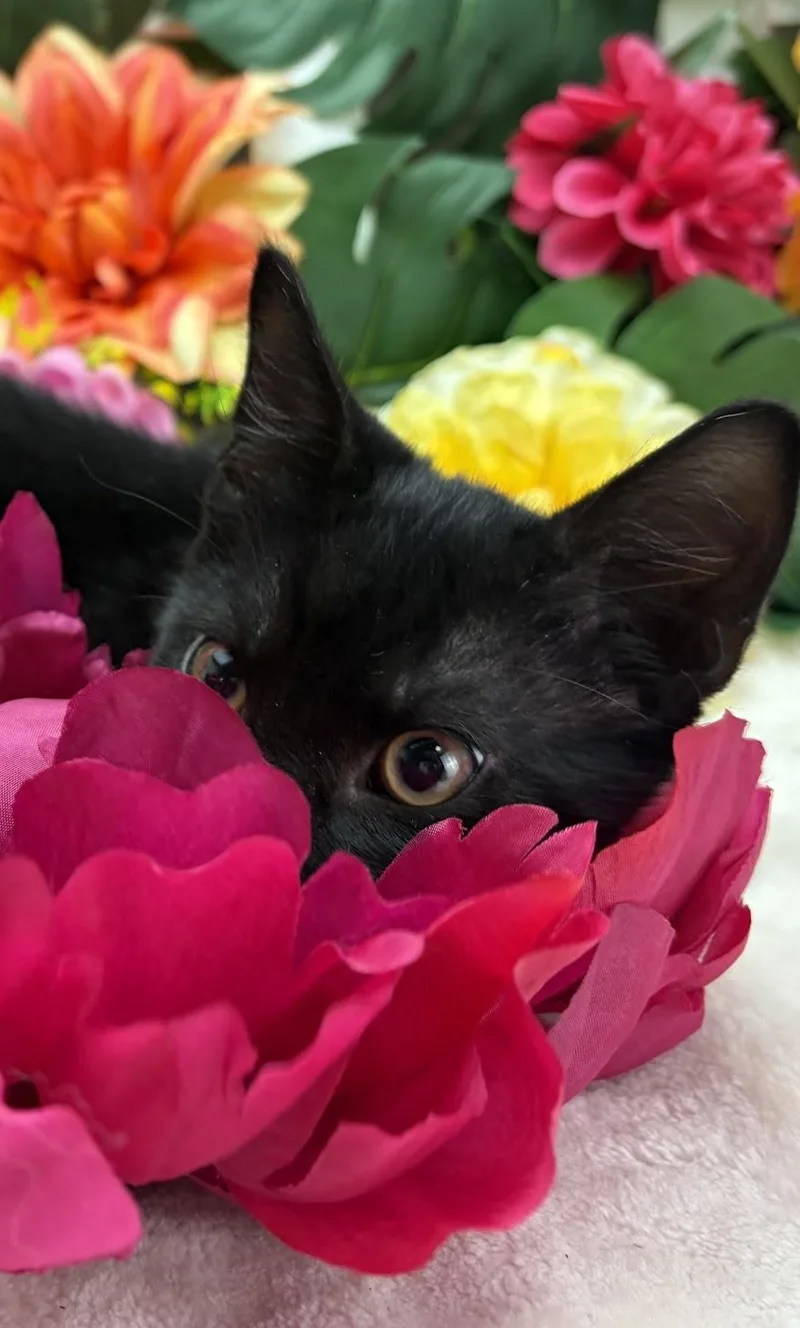 A baby small-sized female Black Domestic Short Hair cat named Brooklyn for adoption in Ocean Springs, MS