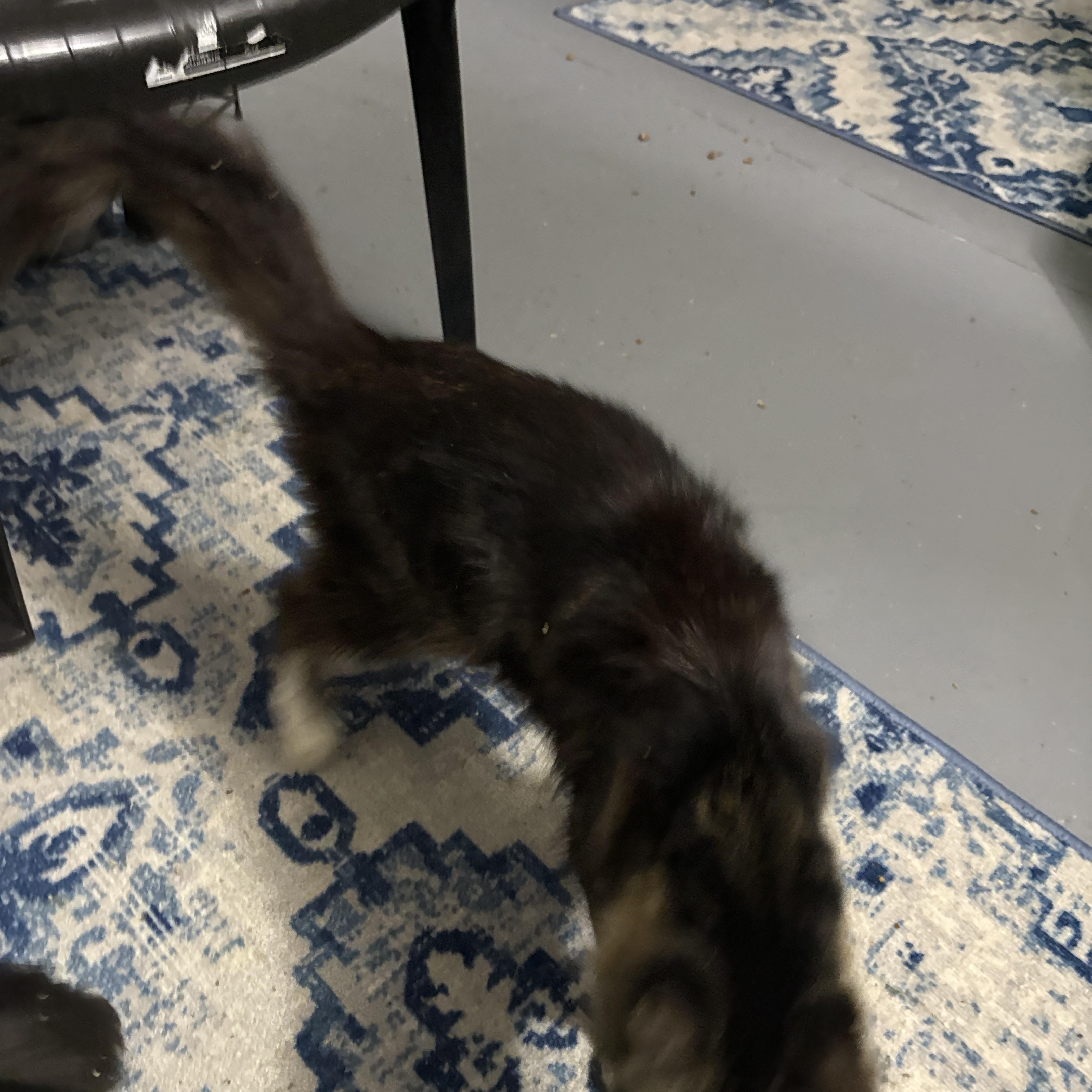 Leo