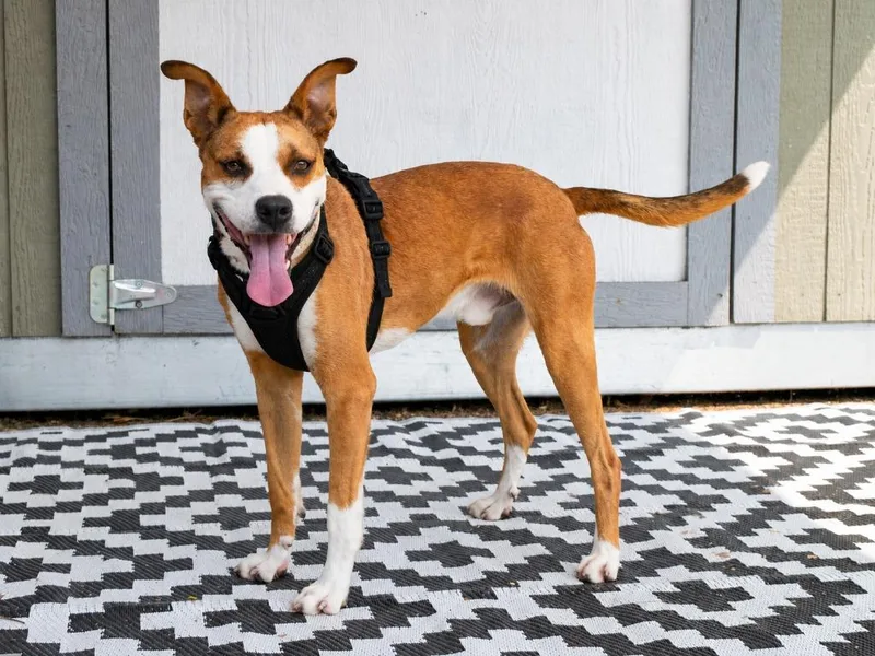 A young medium-sized male Mixed Breed dog named Remmy for adoption in Savage, MN