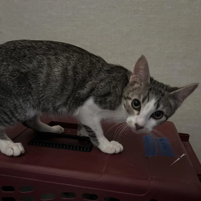 A baby small-sized male Black Domestic Short Hair cat named Macadamia for adoption in Hemet, CA