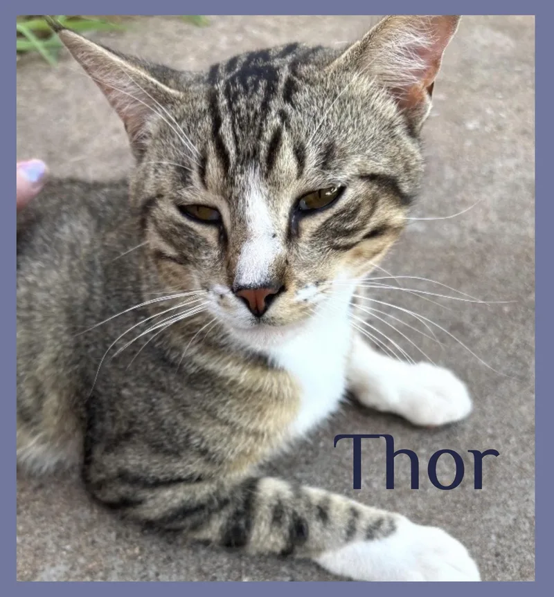 A young medium-sized male Tabby (Gray / Blue / Silver) Tabby cat named Thor for adoption in Lawton, OK