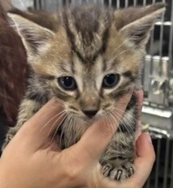 A baby small-sized male Domestic Short Hair cat named Branson for adoption in Campbellsville, KY