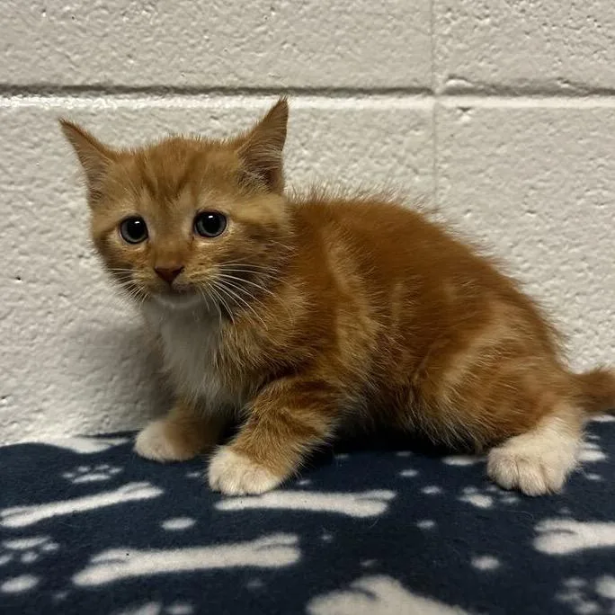 A baby small-sized male Orange / Red Domestic Short Hair cat named Pharaoh for adoption in Spruce Pine, NC