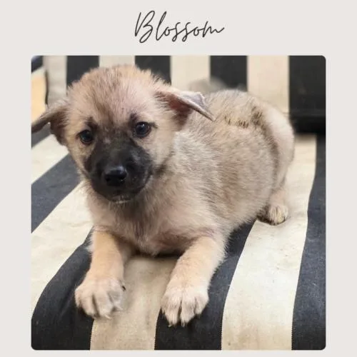 A baby small-sized female Shepherd dog named Blossom for adoption in San Juan Capistrano, CA