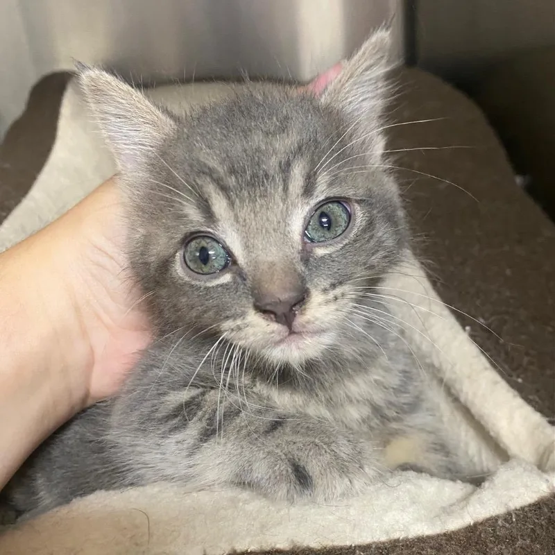 A baby medium-sized female Domestic Short Hair cat named Ziggy Stardust for adoption in Fall River, MA