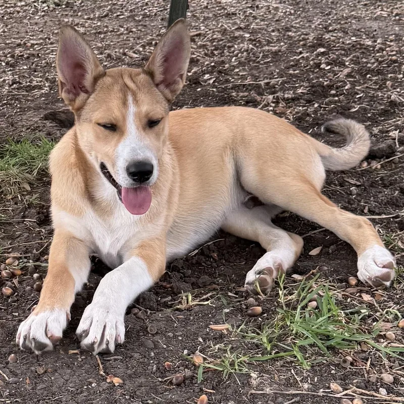 A baby medium-sized male Siberian Husky dog named Leif for adoption in Krum, TX