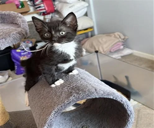 A baby small-sized male Domestic Short Hair cat named Boots for adoption in Santa Maria, CA