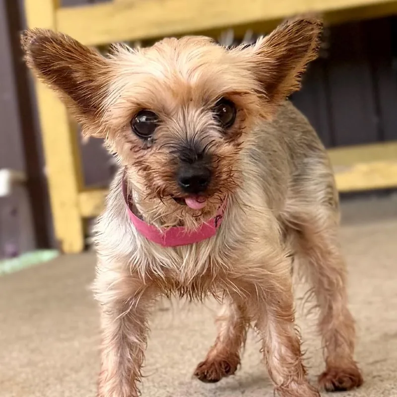 An adult small-sized female Gray / Blue / Silver Yorkshire Terrier dog named Olivia  Missouri for adoption in Peyton, CO