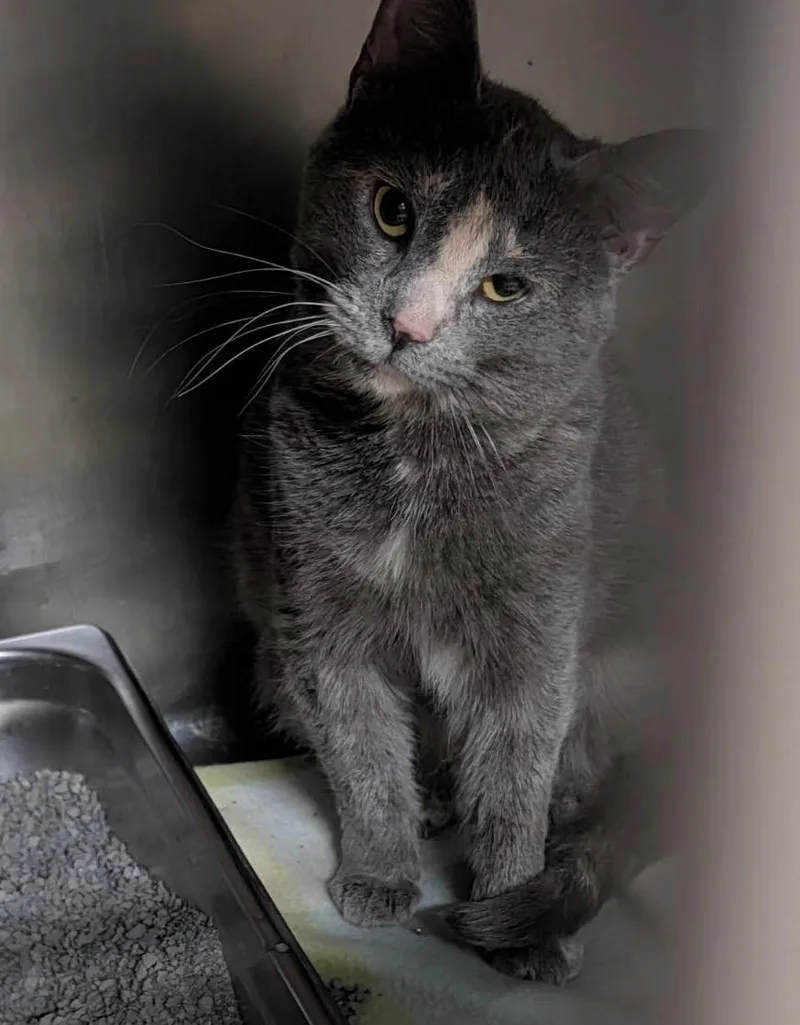 An adult medium-sized female Dilute Tortoiseshell cat named Missy for adoption in Marietta, OH