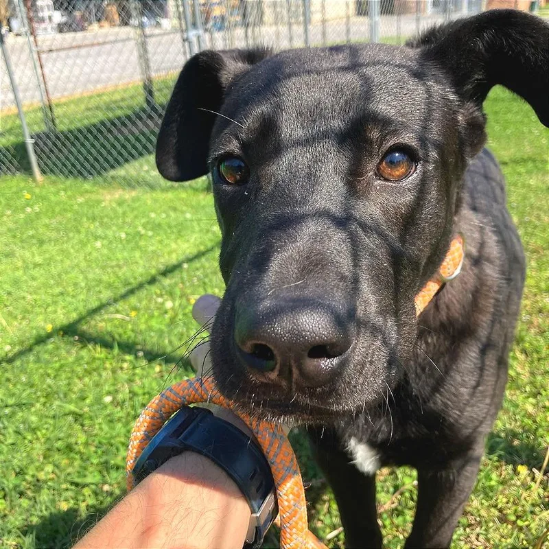 Ghost Energy thumbnail 2