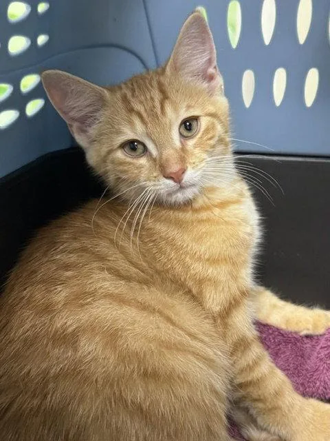 A baby medium-sized male Orange / Red Domestic Short Hair cat named Marv for adoption in Lancaster, PA
