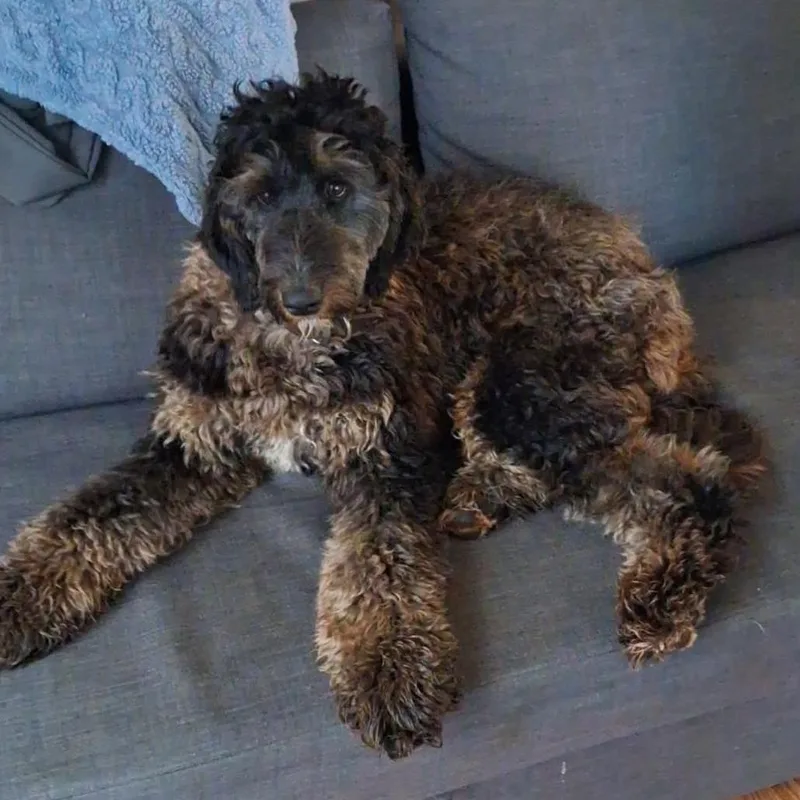 An adult medium-sized female Black Poodle dog named Marley for adoption in Shelby, NC
