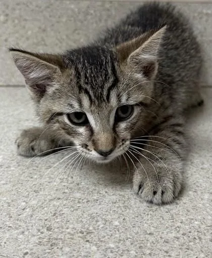 A young small-sized male Domestic Short Hair cat named Stitch for adoption in Phoenix, AZ