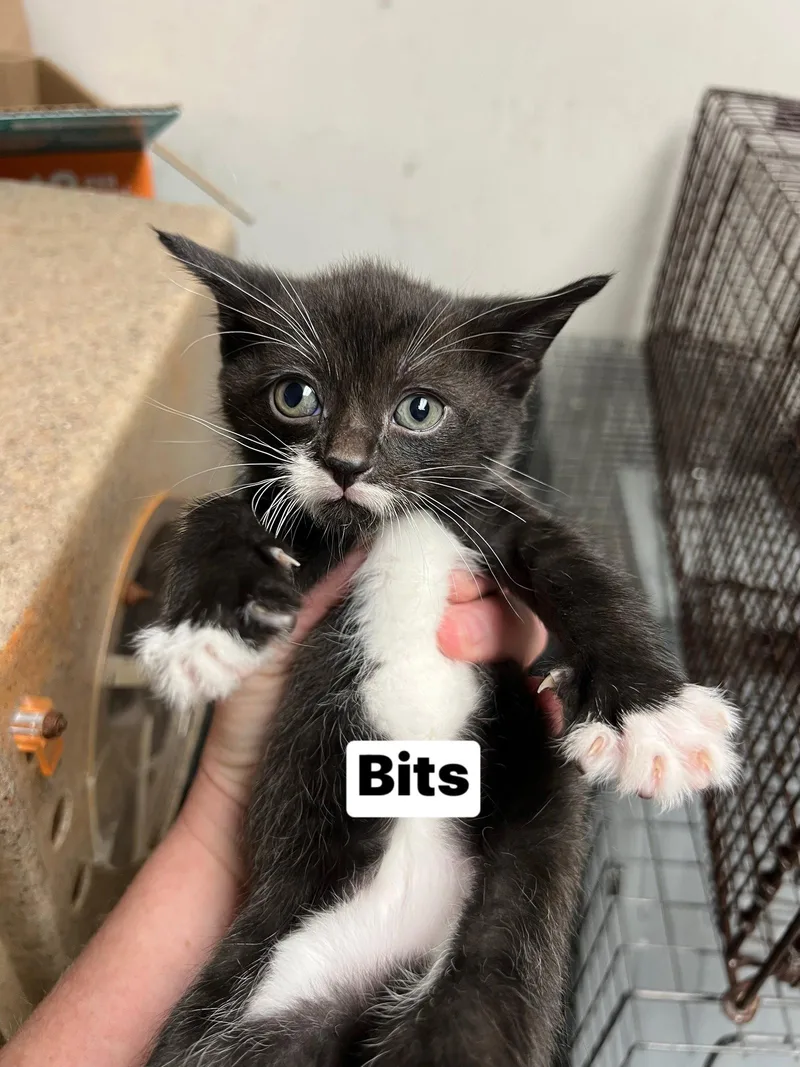 Bits