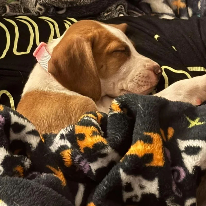 Ginger thumbnail 2