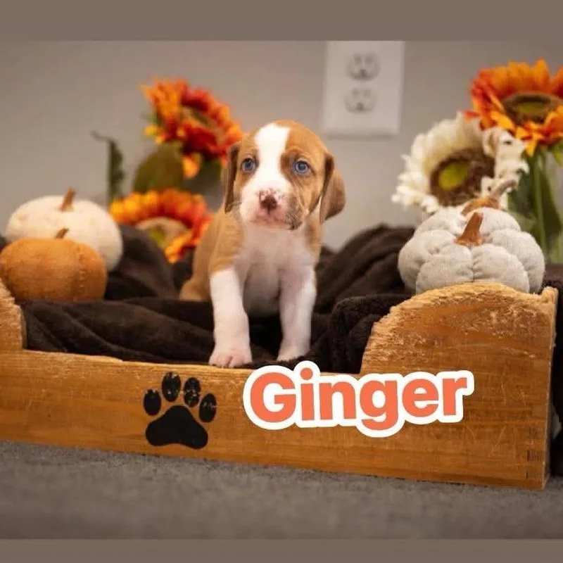 Ginger thumbnail 4
