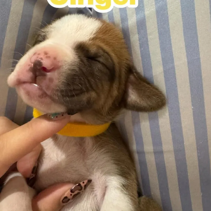 Ginger thumbnail 6
