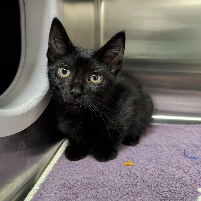 A baby small-sized female Black Domestic Short Hair cat named Piranha Plant for adoption in South Burlington, VT