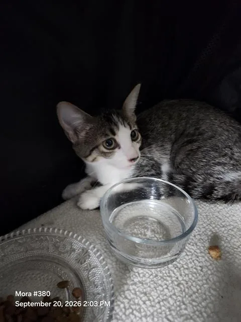 A baby small-sized female Domestic Short Hair cat named Linda for adoption in San Antonio, TX