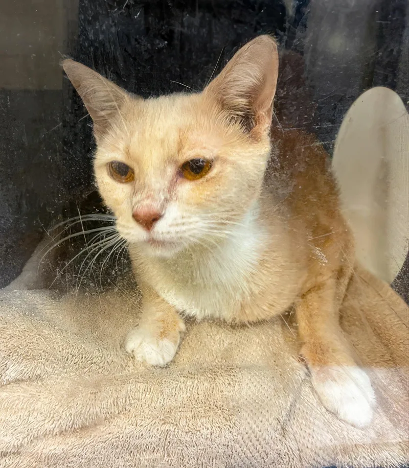 An adult medium-sized female Tabby (Buff / Tan / Fawn) Domestic Short Hair cat named Bug for adoption in Nashville, TN