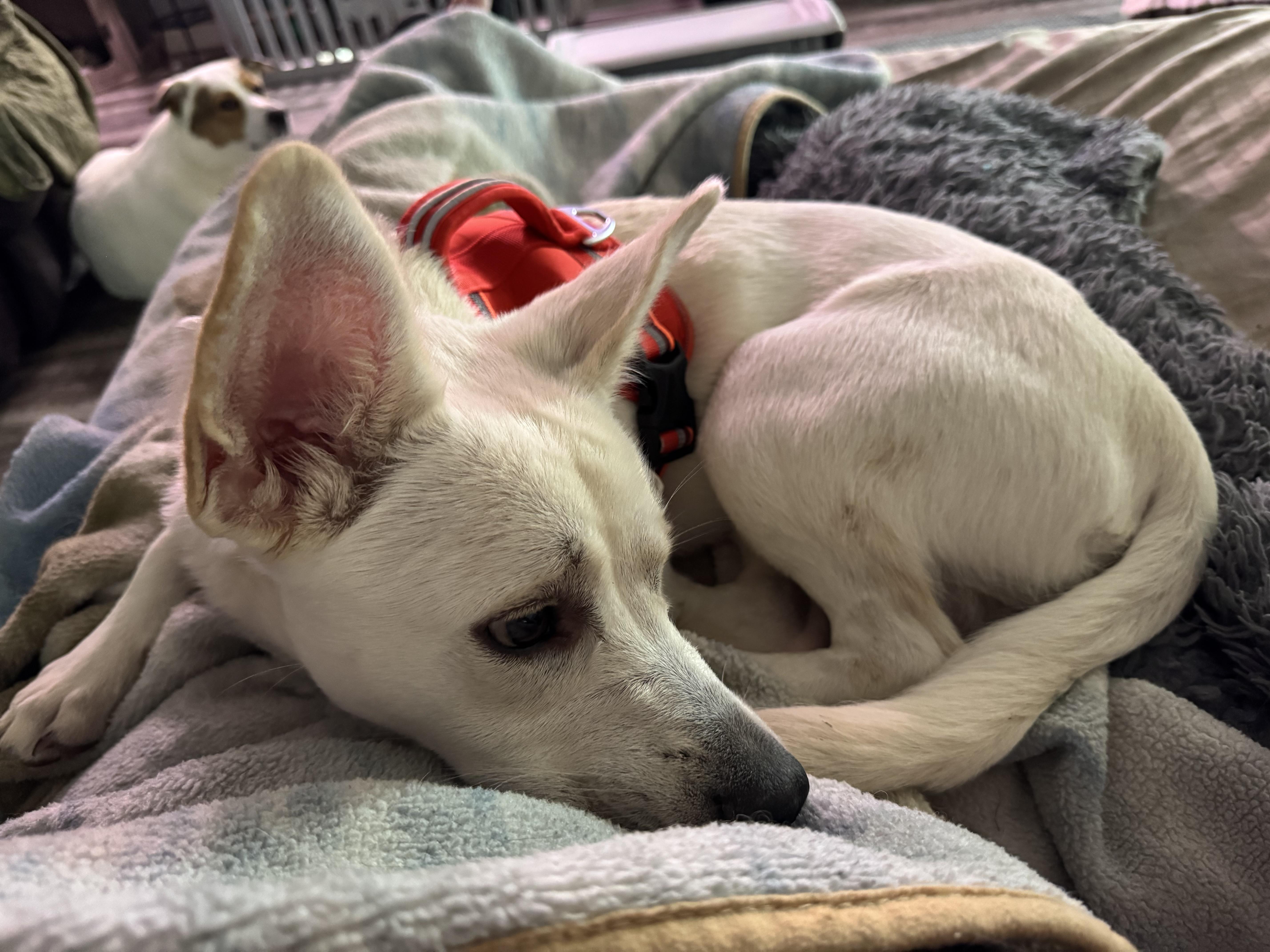 A young medium-sized male White / Cream White German Shepherd dog named Gerard for adoption in Washington, MO