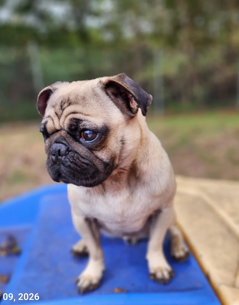 A young small-sized male Apricot / Beige Pug dog named Tommy for adoption in Woodstock, GA