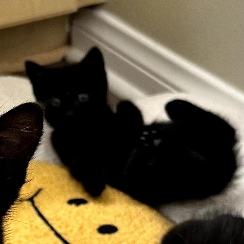 A baby small-sized male Black Domestic Short Hair cat named Shadow for adoption in Long Beach, CA