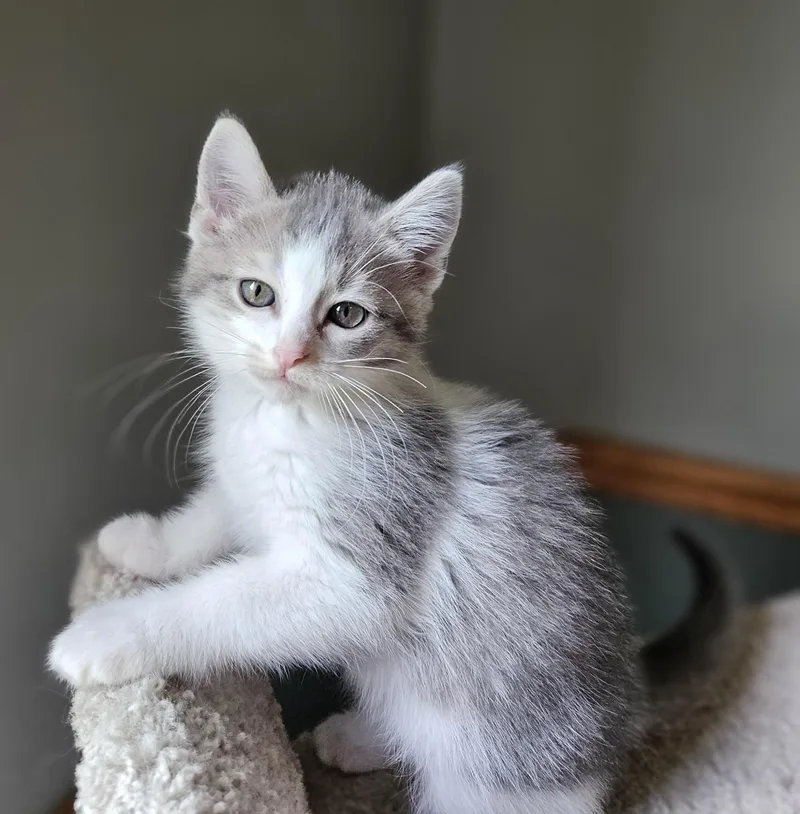 A baby small-sized female Domestic Short Hair cat named Muffin for adoption in Verona, WI