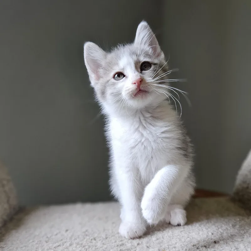 Muffin thumbnail 3