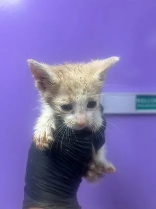 A baby small-sized male Orange / Red Domestic Short Hair cat named 61128367 for adoption in El Paso, TX