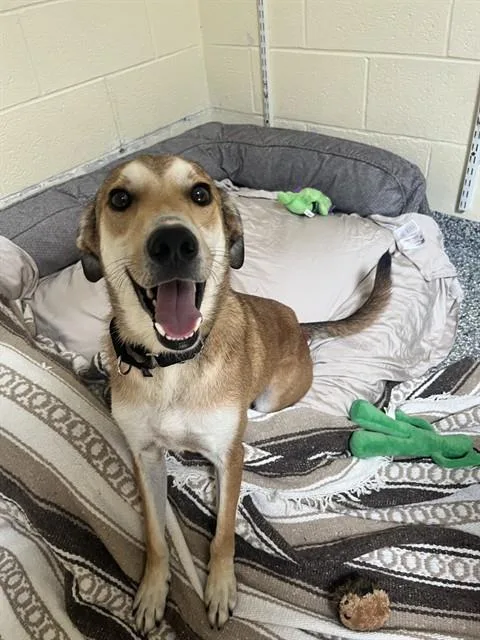 A young medium-sized male German Shepherd Dog dog named Prince Charming for adoption in Brewster, MA