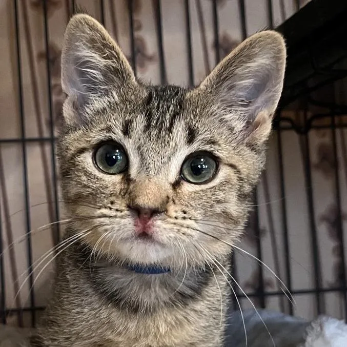 A young small-sized male Brown / Chocolate Domestic Short Hair cat named Skylar for adoption in Peachtree City, GA