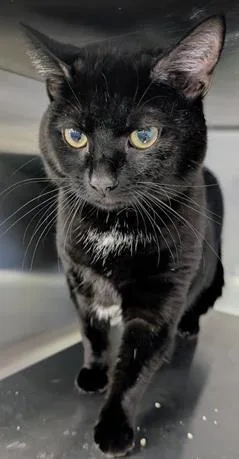 An adult medium-sized male Domestic Short Hair cat named Baz for adoption in Fairfax, VA