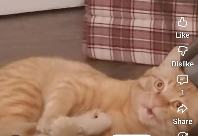 Garfield thumbnail 2