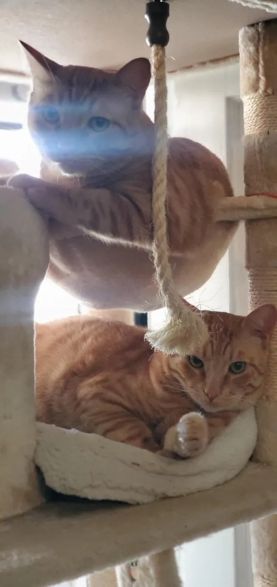 Garfield thumbnail 3