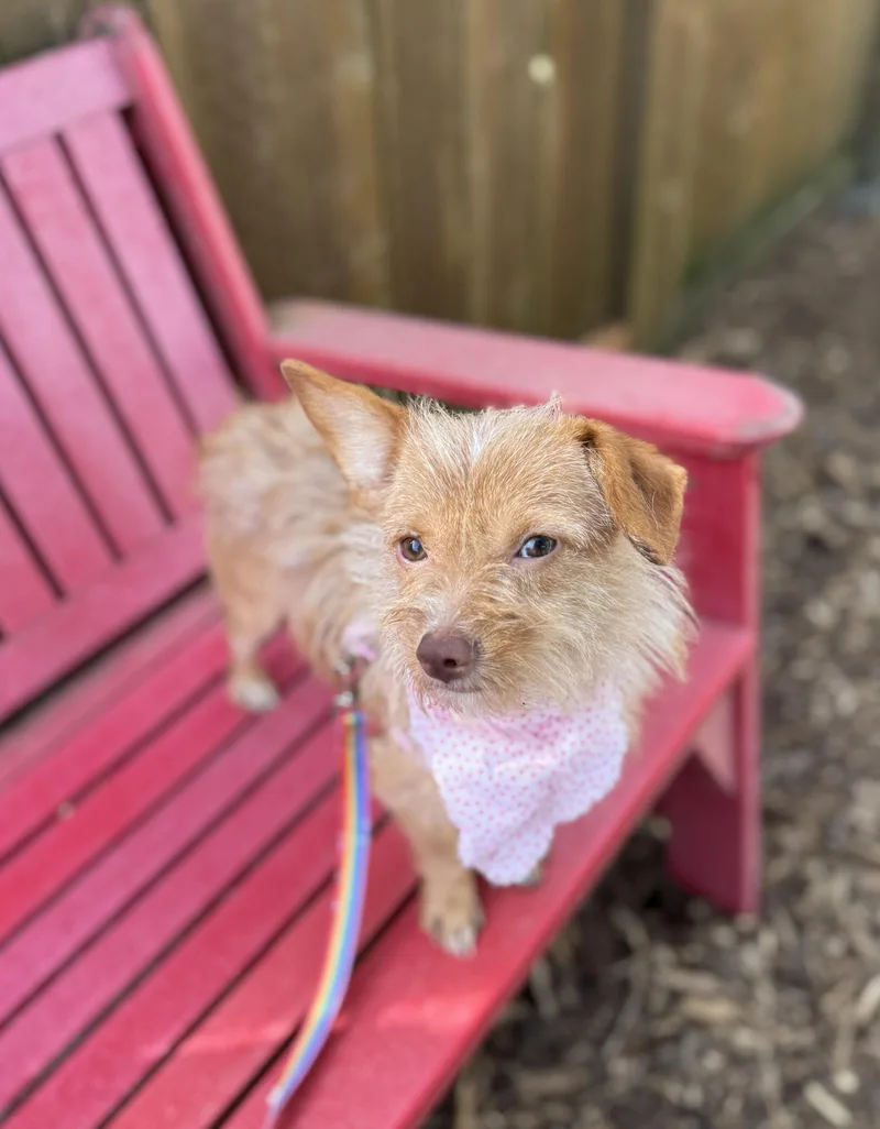 A young small-sized female Yellow / Tan / Blond / Fawn Terrier dog named Anita for adoption in lynnwood , WA