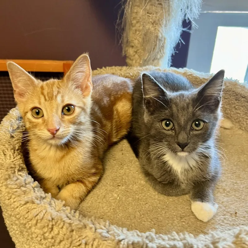 A baby medium-sized male Gray & White American Shorthair cat named Ash for adoption in North Hollywood, CA