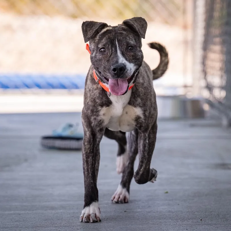 A young medium-sized female American Staffordshire Terrier dog named Madonna for adoption in Los Angeles, CA