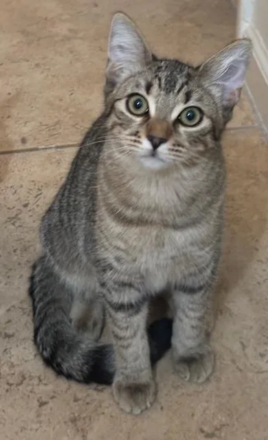 A baby medium-sized female Black Domestic Short Hair cat named Poppy Purrsome for adoption in Chandler, AZ